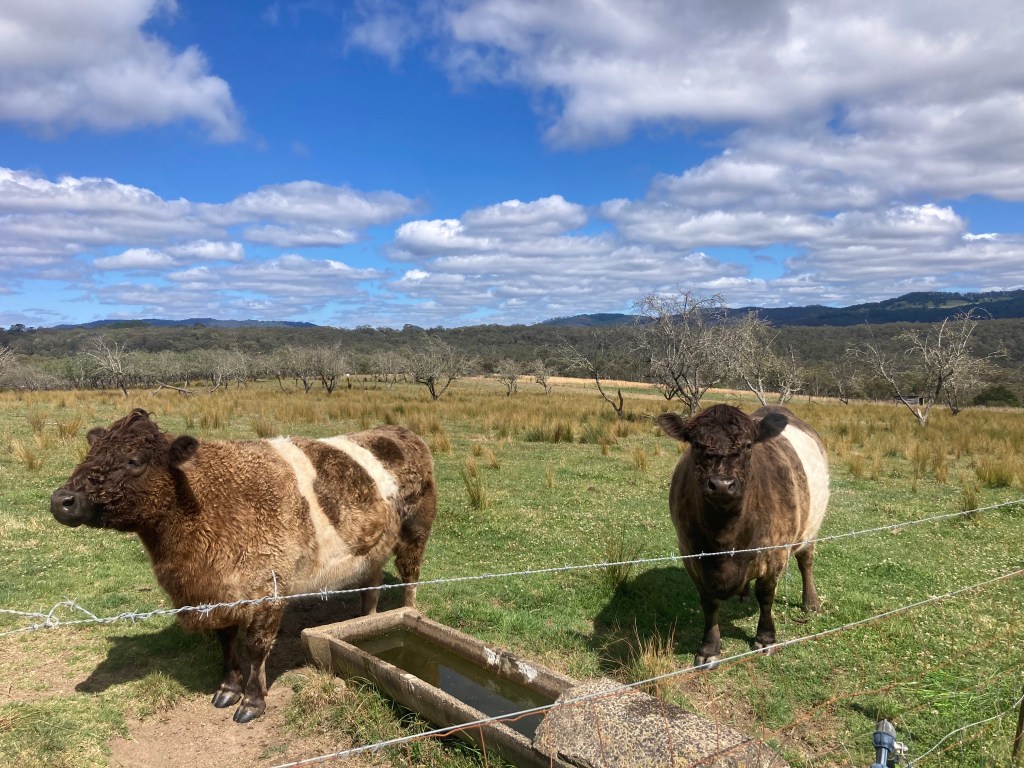 Australia, luku 8: Eläimellinen toimeentulo