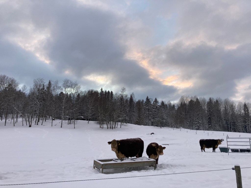 Australia, luku 10: Paluu ja muutto&nbsp;maalle