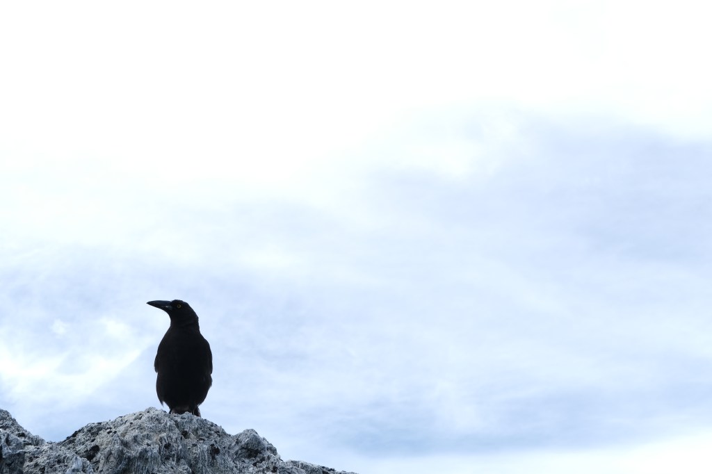 Katalogi, kuoro ja&nbsp;kultivointi