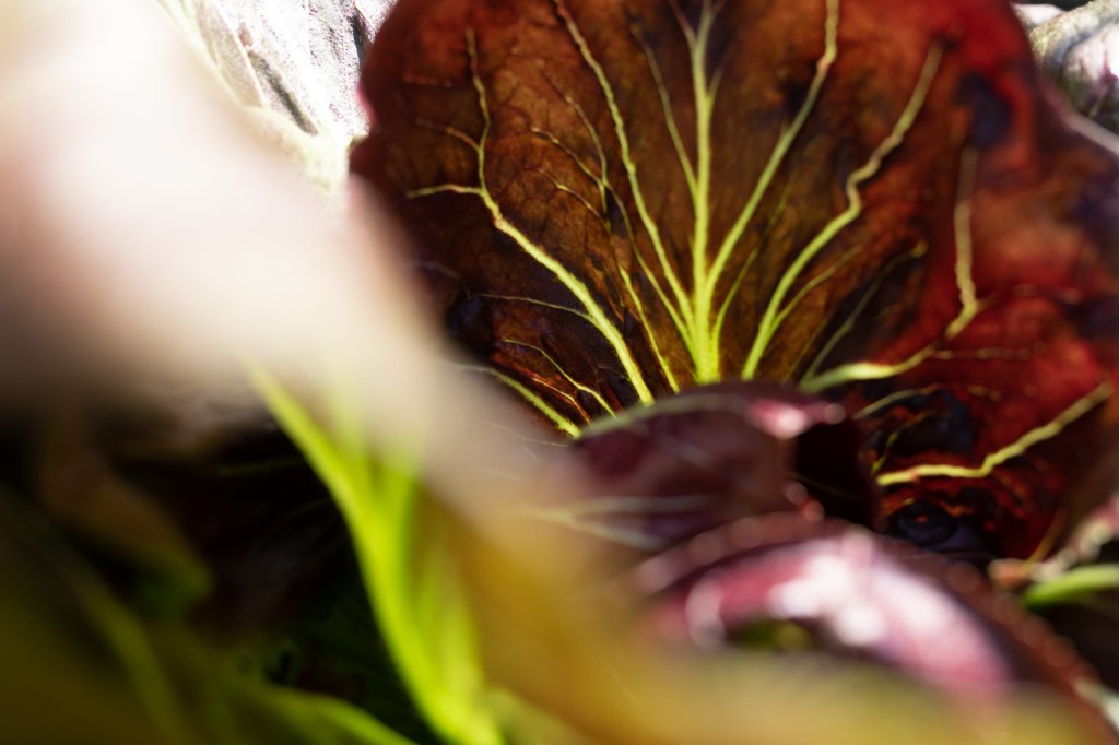 Restor(y)ing biodiversity in farming&nbsp;landscapes